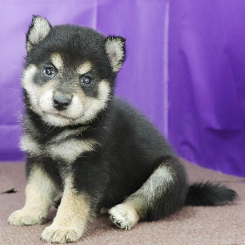 販売中の愛知県の柴犬-411063の3枚目